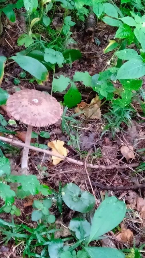 Oleandria -,,domek Jeżynka Nr 30 Domek letniskowy
